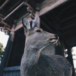 【鹿茸】傳統貴重草本精粹解密！正確認識鹿茸的滋補特性、歷史背景與漢方養生哲學