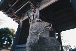 Read more about the article 【鹿茸】傳統貴重草本精粹解密！正確認識鹿茸的滋補特性、歷史背景與漢方養生哲學