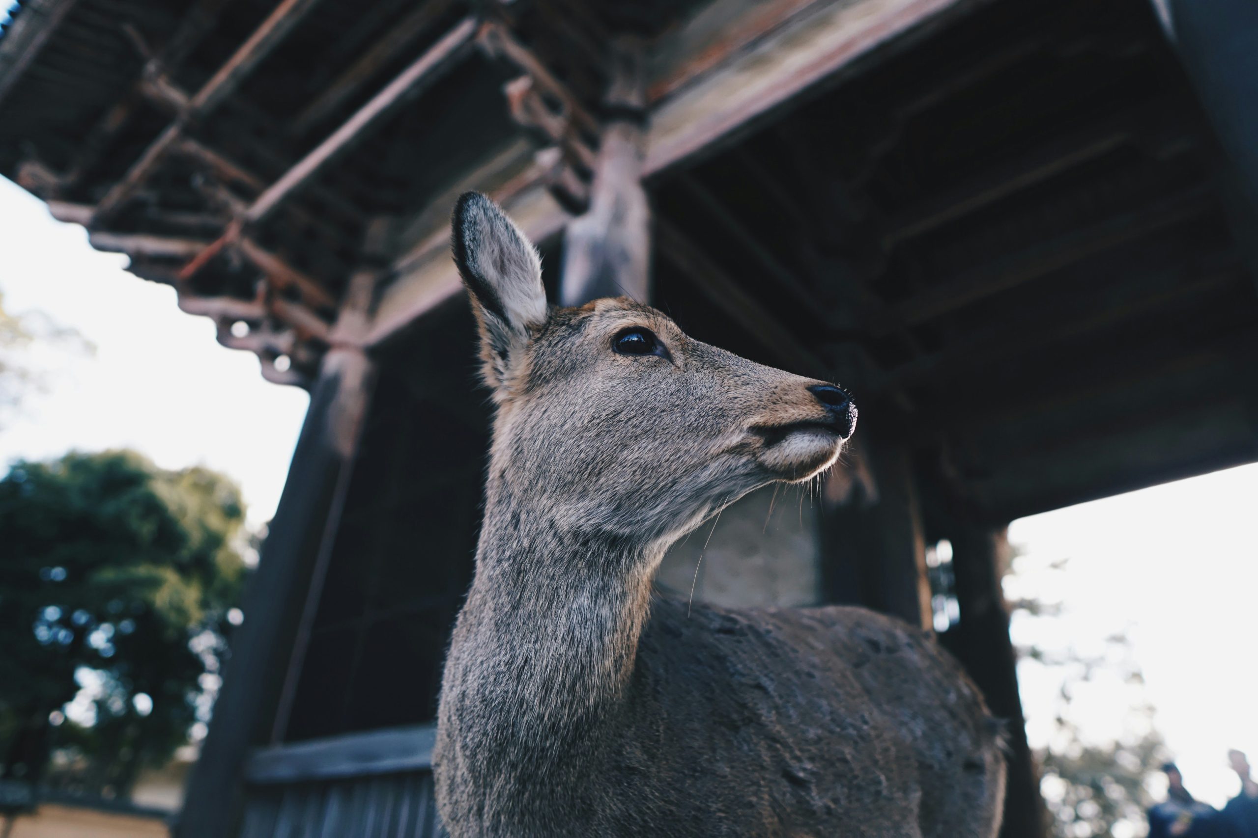 Read more about the article 【鹿茸】傳統貴重草本精粹解密！正確認識鹿茸的滋補特性、歷史背景與漢方養生哲學