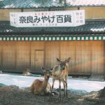 【鹿茸功效】由內而外溫補元氣！營養師客觀解析鹿茸功效與熟男維持精氣神之道