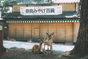 Read more about the article 【鹿茸功效】由內而外溫補元氣！營養師客觀解析鹿茸功效與熟男維持精氣神之道