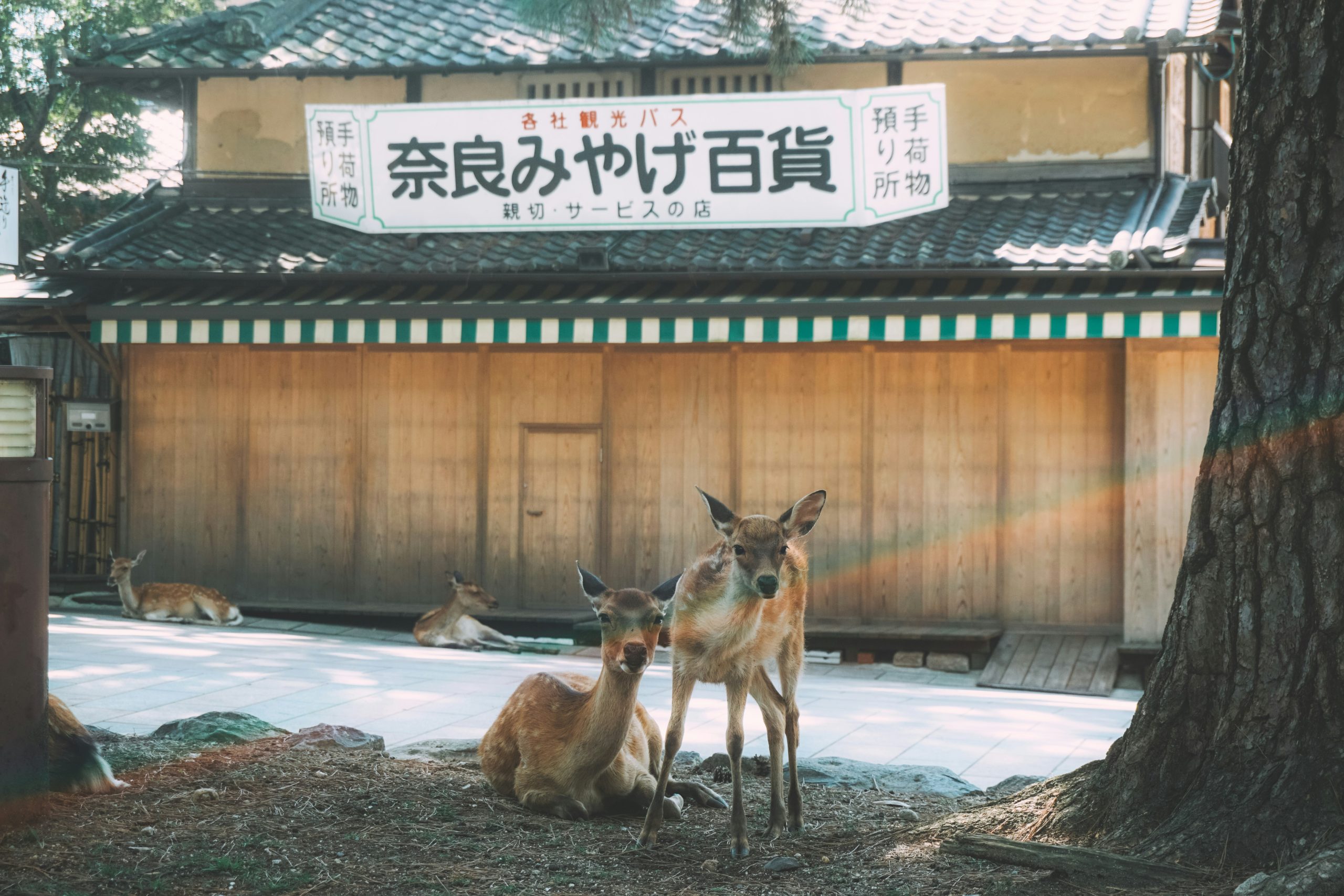 Read more about the article 【鹿茸功效】由內而外溫補元氣！營養師客觀解析鹿茸功效與熟男維持精氣神之道