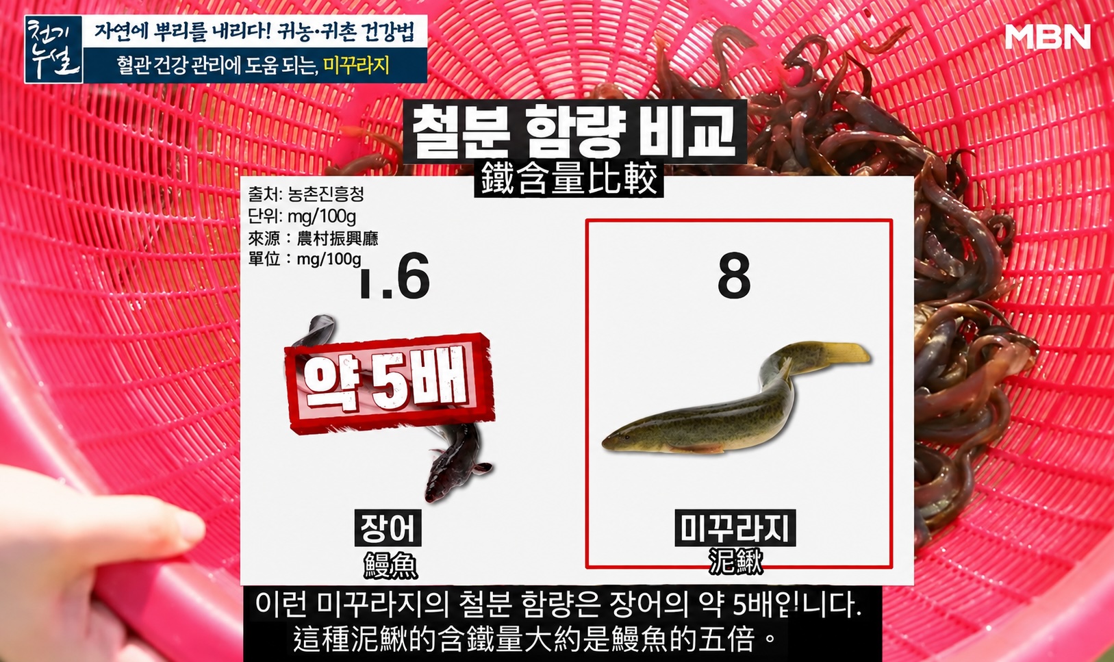 泥鰍的鐵質是鰻魚的5倍之多